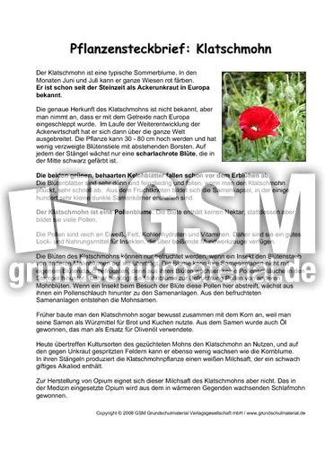 Pflanzensteckbrief-Klatschmohn.pdf